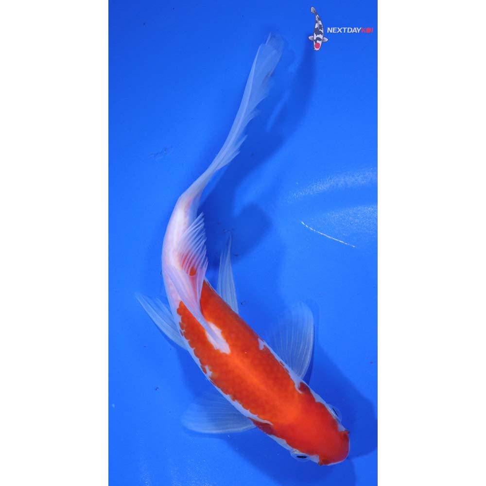 6.5” Imported Male Sarasa Comet