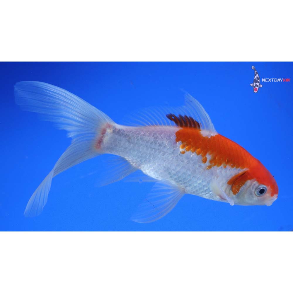6.5” Imported Male Sarasa Comet