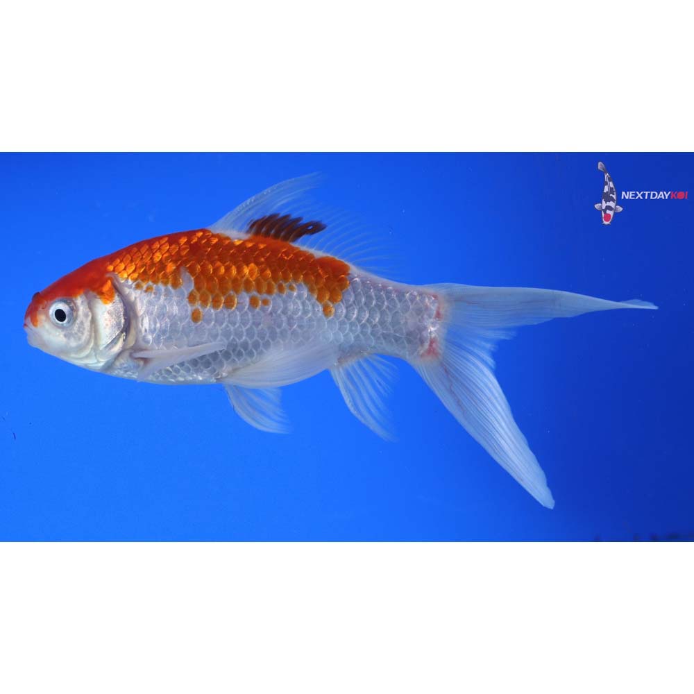 6.5” Imported Male Sarasa Comet