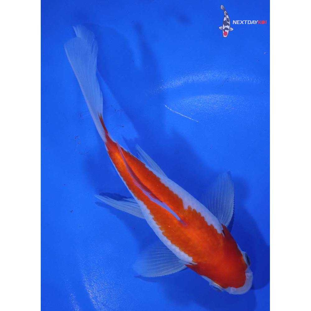 6” Imported Male Sarasa Comet