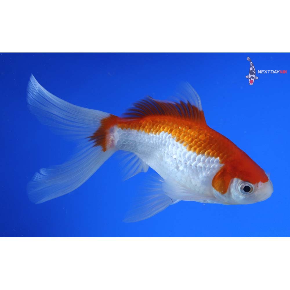6” Imported Male Sarasa Comet