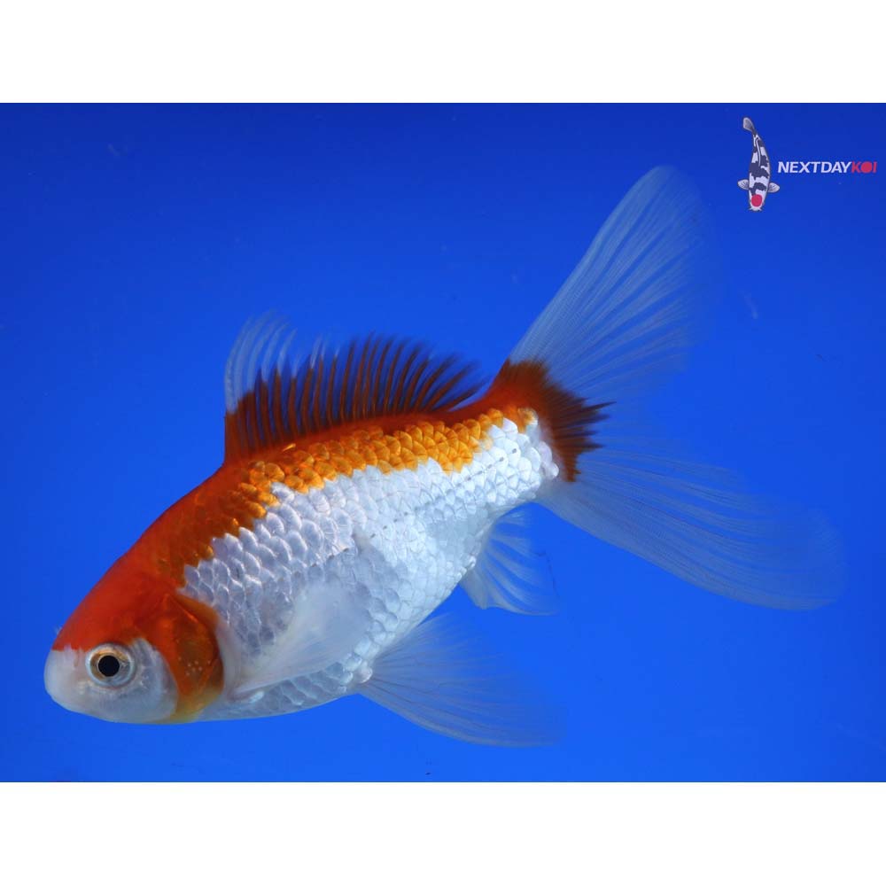 6” Imported Male Sarasa Comet