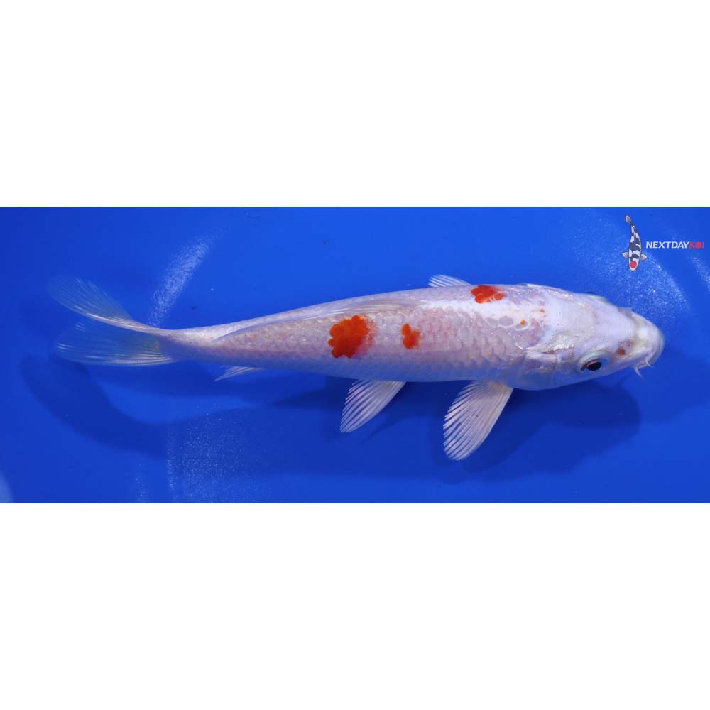 6” Imported Hariwake