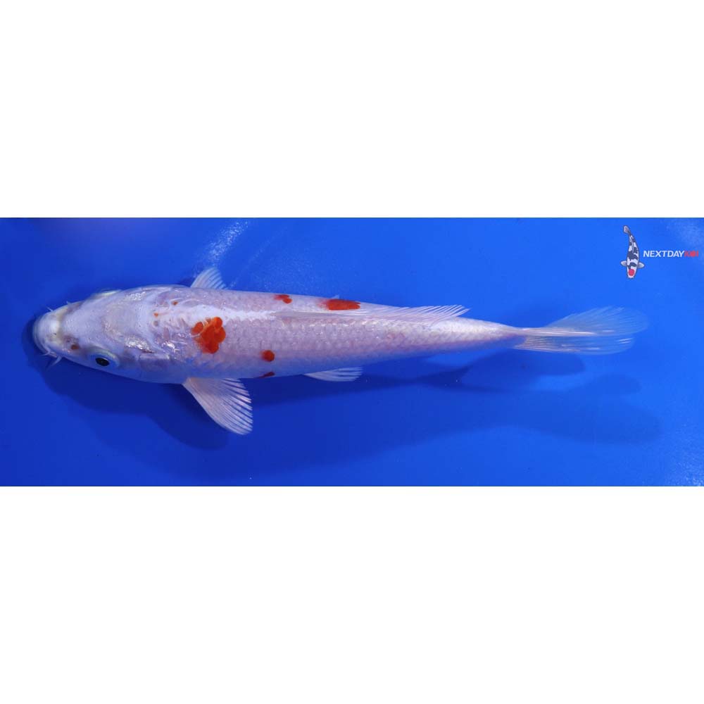 6” Imported Hariwake