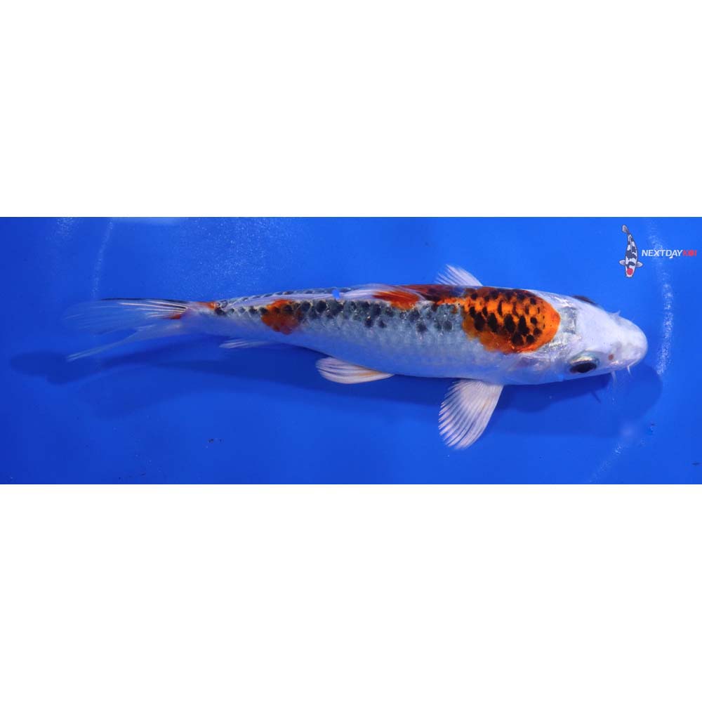 6” Imported Kujaku