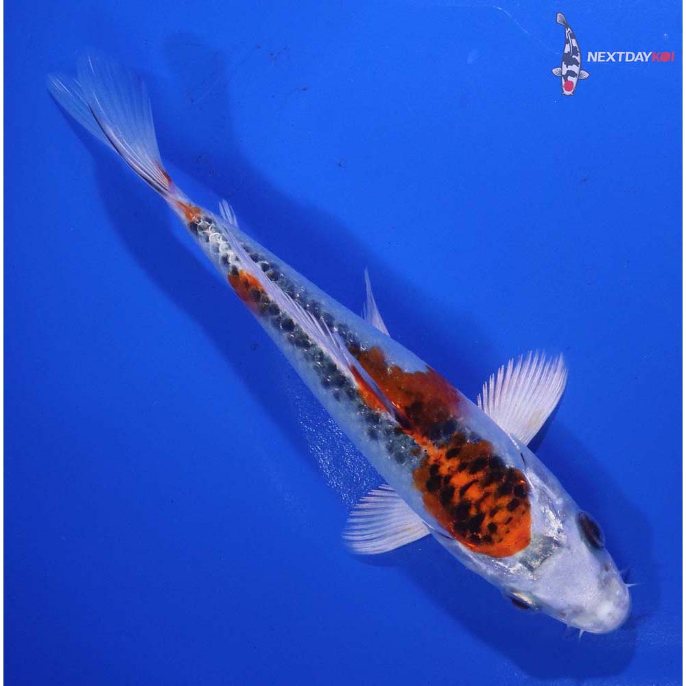 6” Imported Kujaku