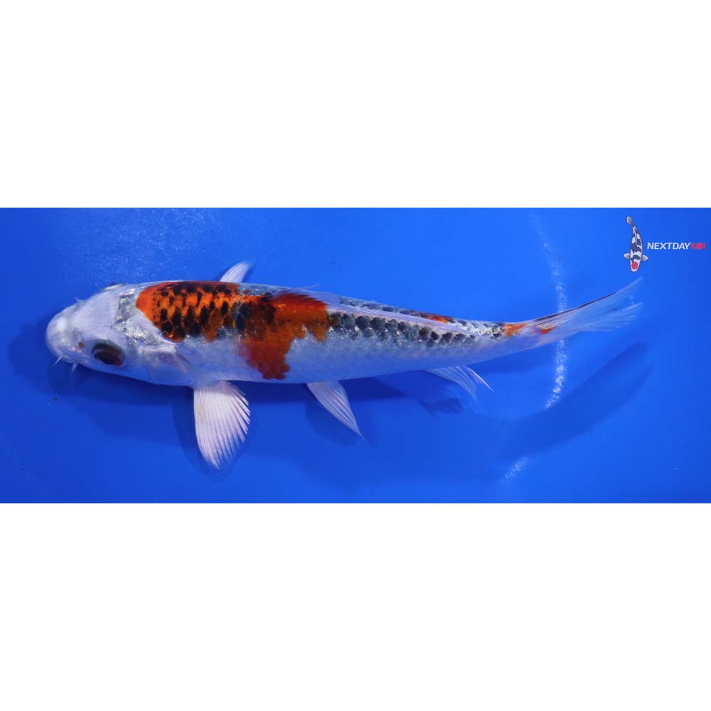 6” Imported Kujaku