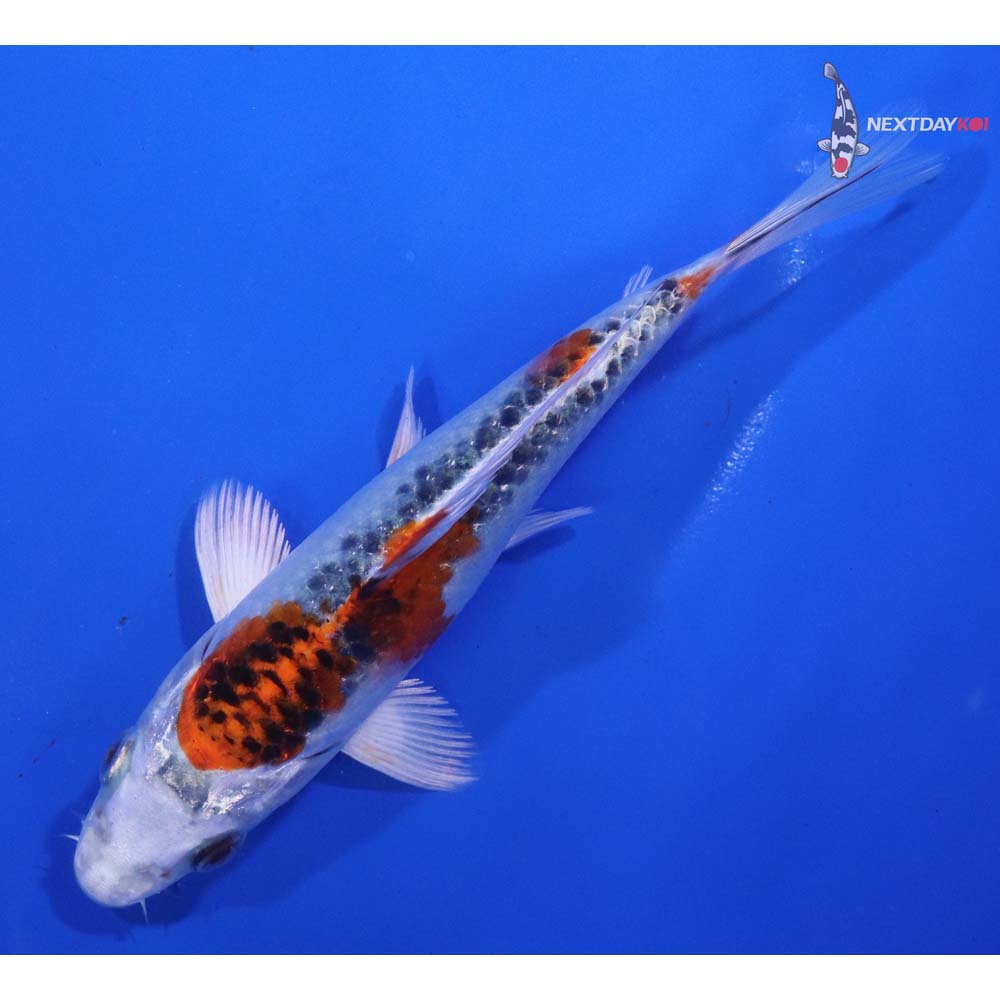 6” Imported Kujaku