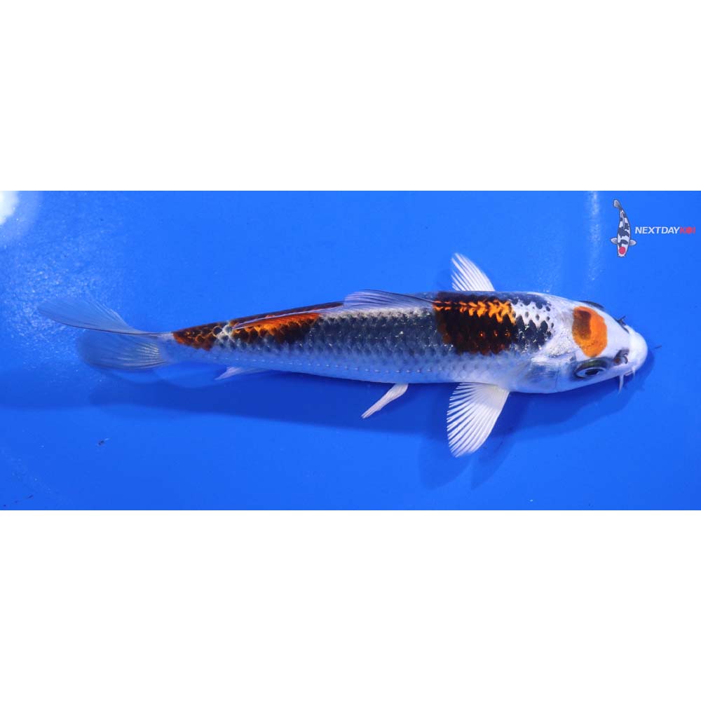 5” Imported Kujaku