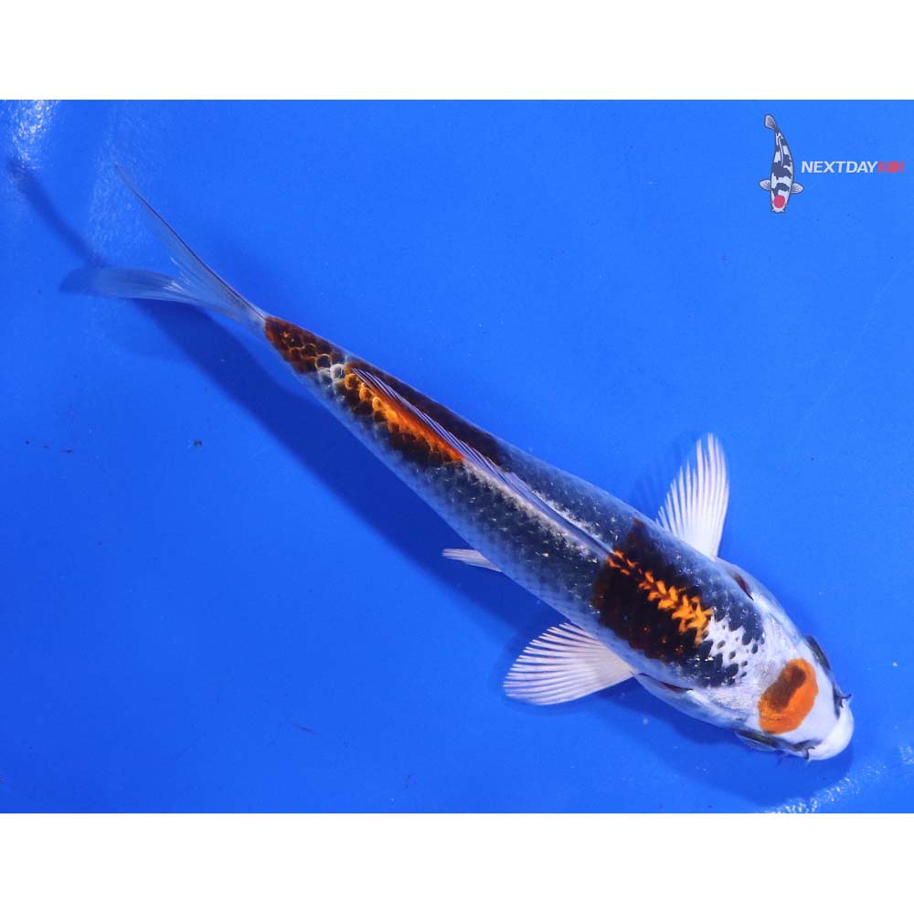 5” Imported Kujaku