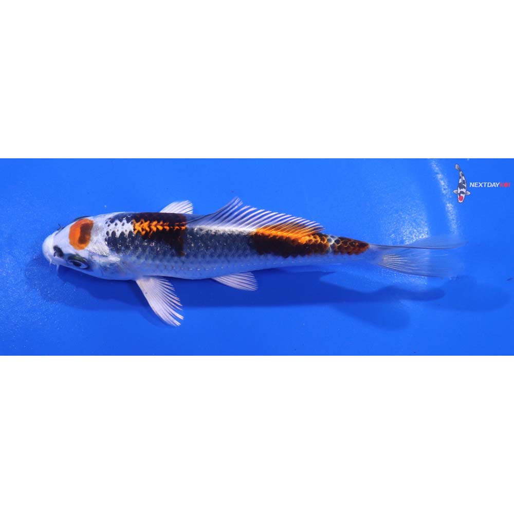 5” Imported Kujaku