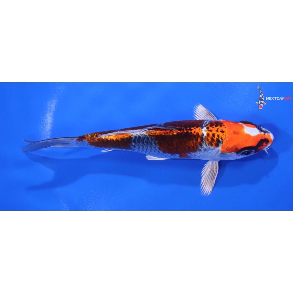 5.5” Imported Kujaku