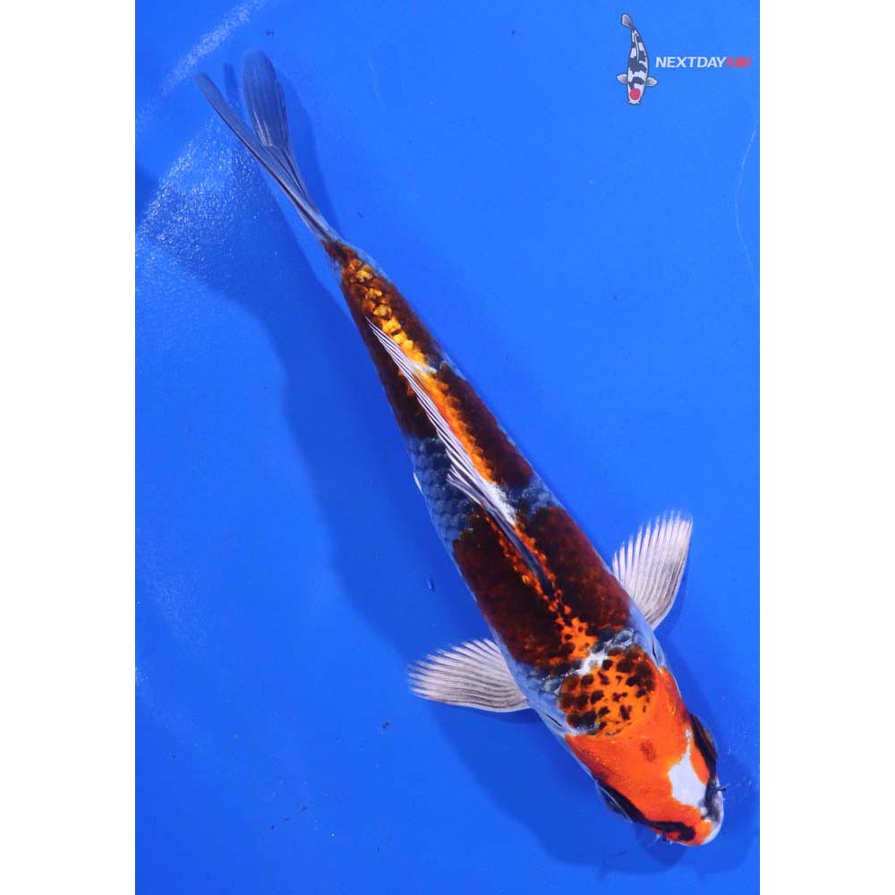 5.5” Imported Kujaku