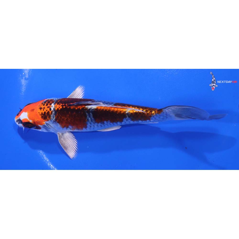 5.5” Imported Kujaku