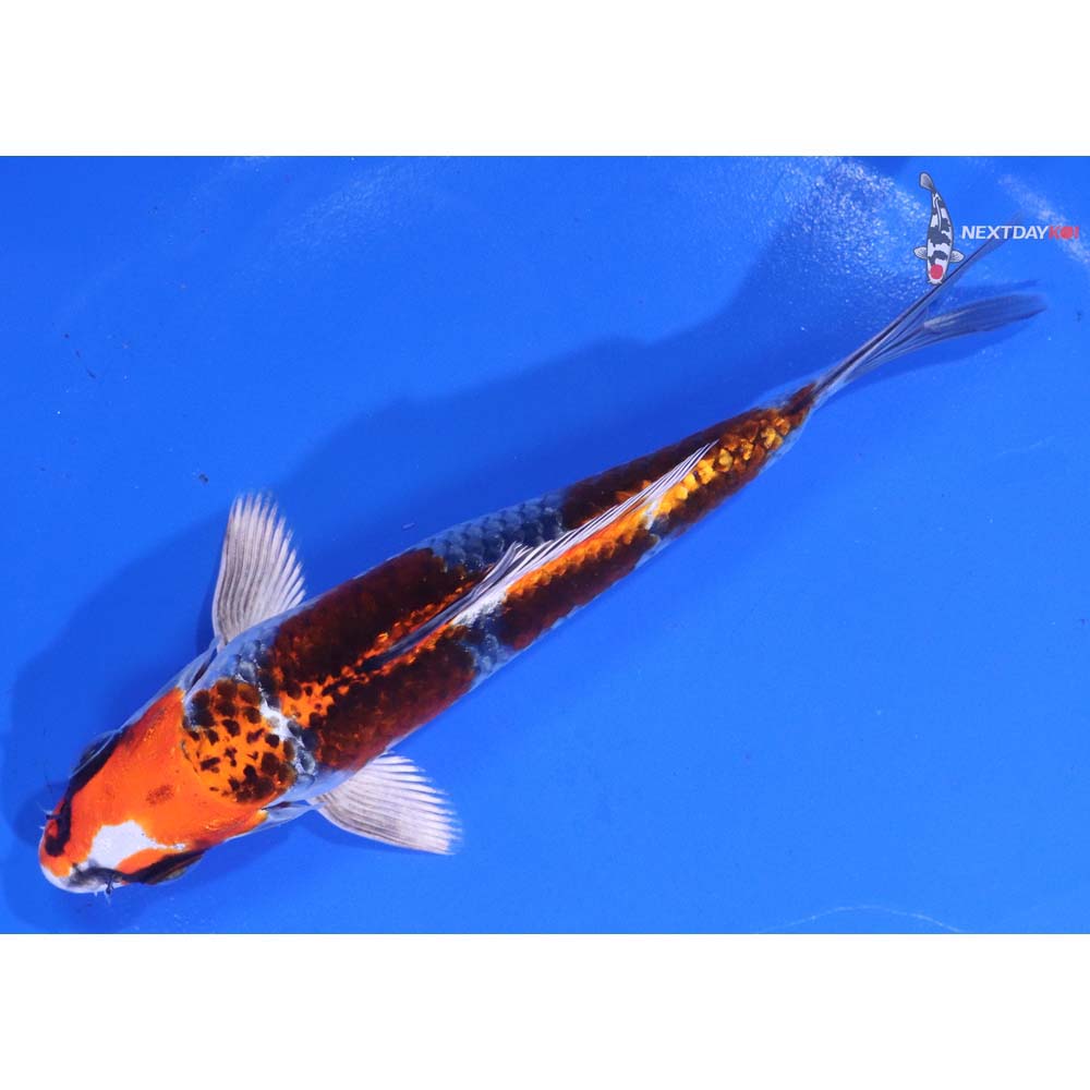 5.5” Imported Kujaku