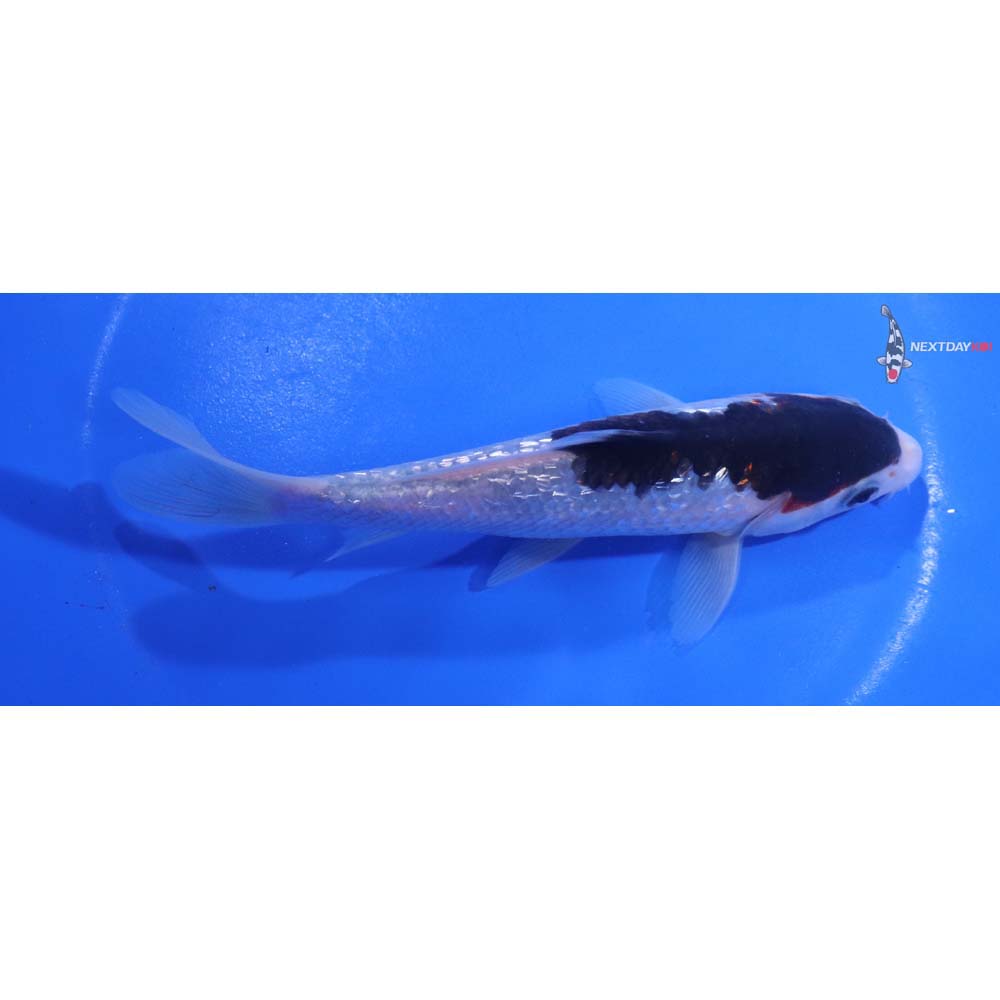 5.5” Imported Gin Rin Goromo