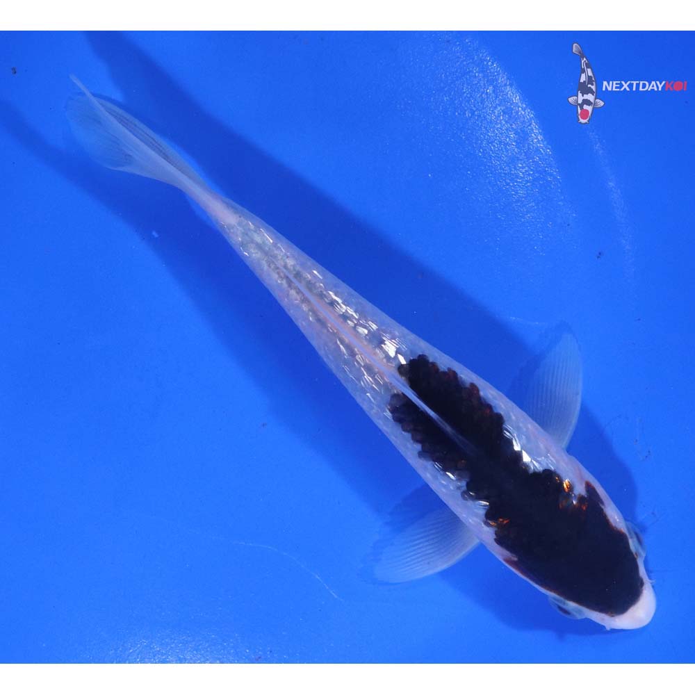 5.5” Imported Gin Rin Goromo