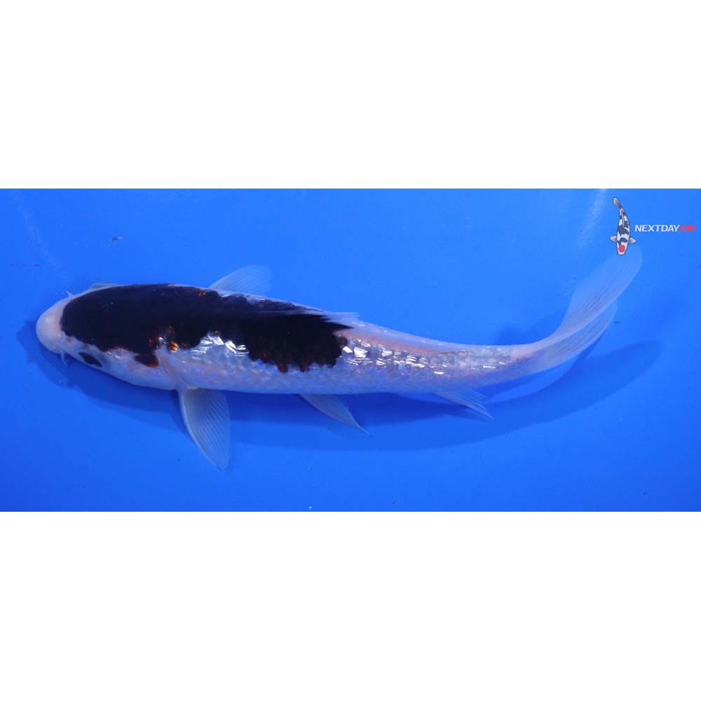 5.5” Imported Gin Rin Goromo