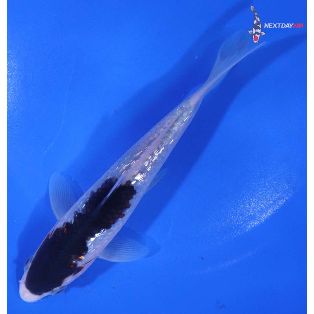 5.5” Imported Gin Rin Goromo