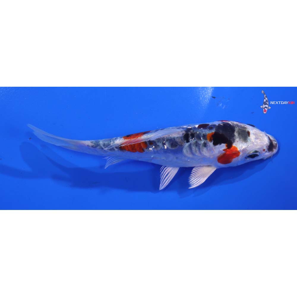 5” Imported Doitsu Kujaku