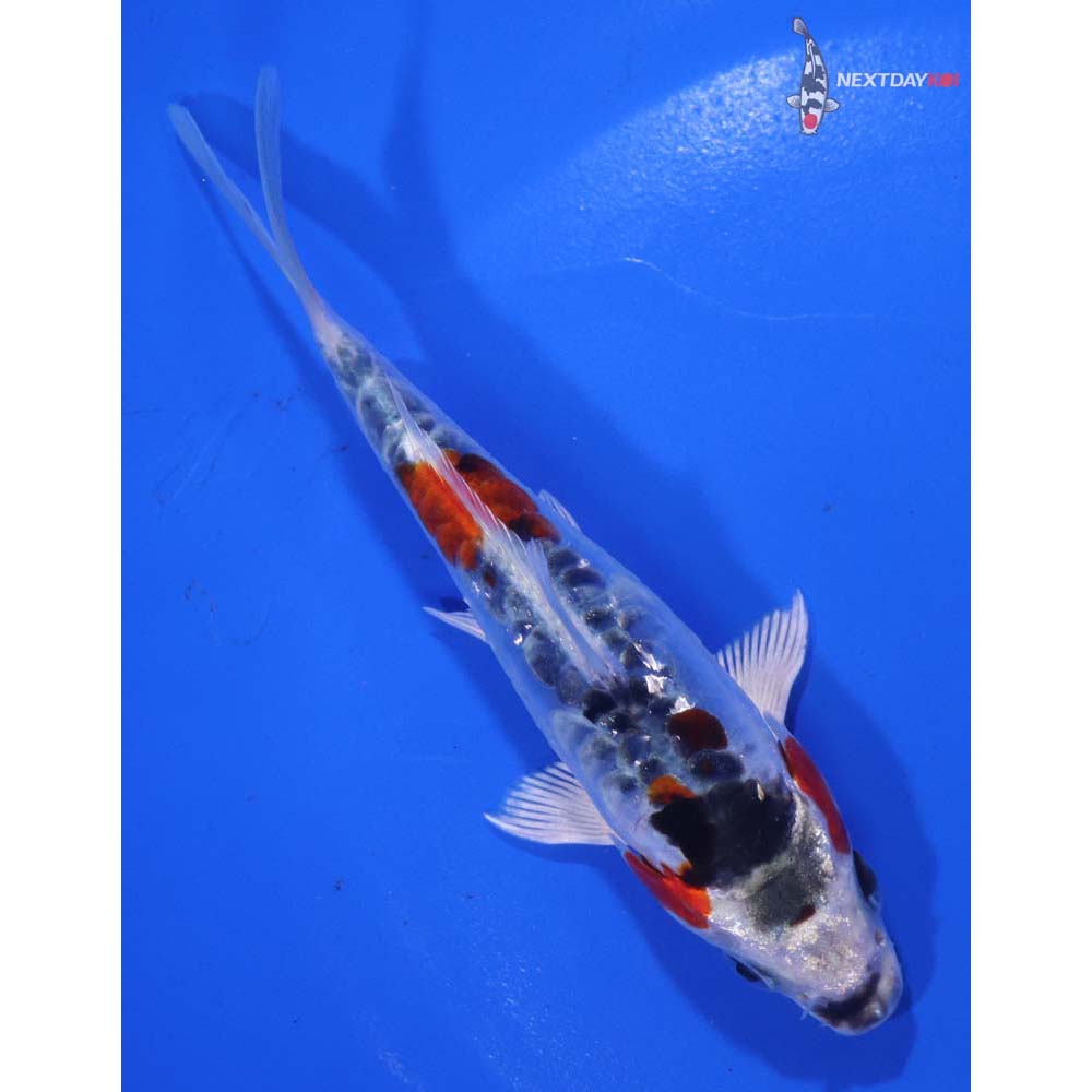 5” Imported Doitsu Kujaku