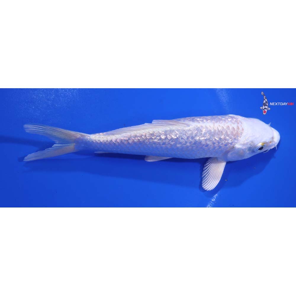 5.5” Imported Gin Rin Platinum Ogon
