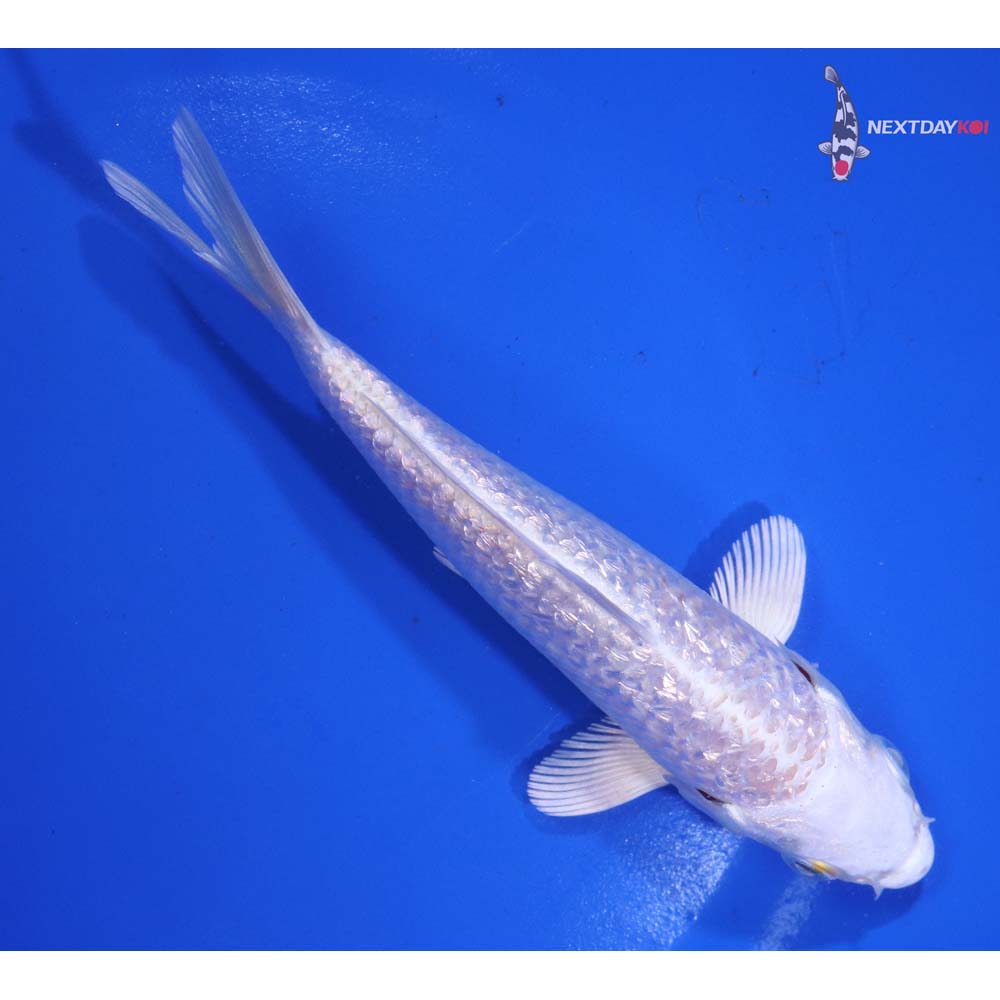 5.5” Imported Gin Rin Platinum Ogon