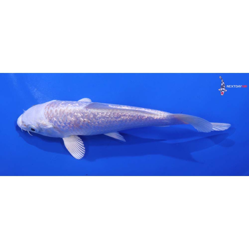 5.5” Imported Gin Rin Platinum Ogon