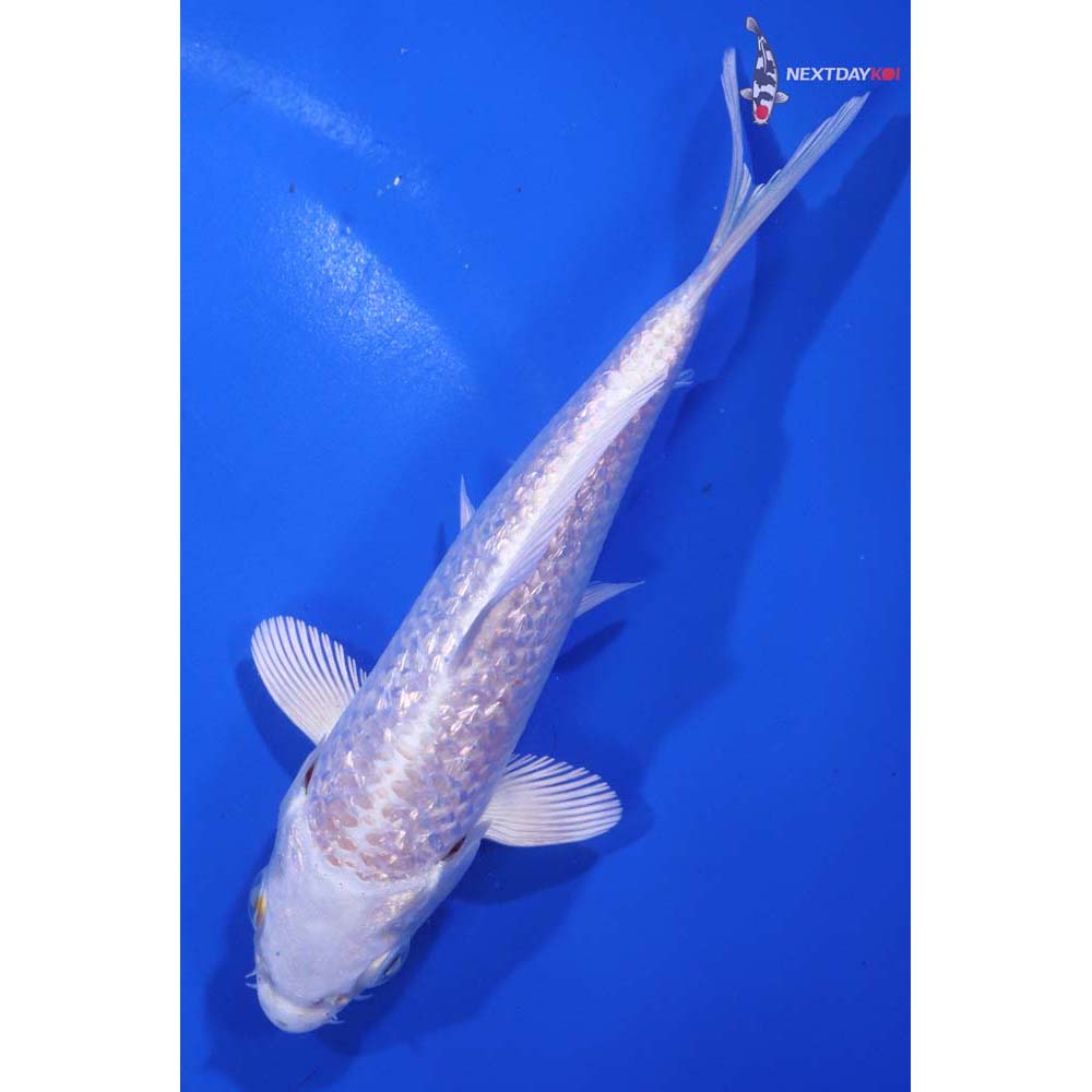 5.5” Imported Gin Rin Platinum Ogon