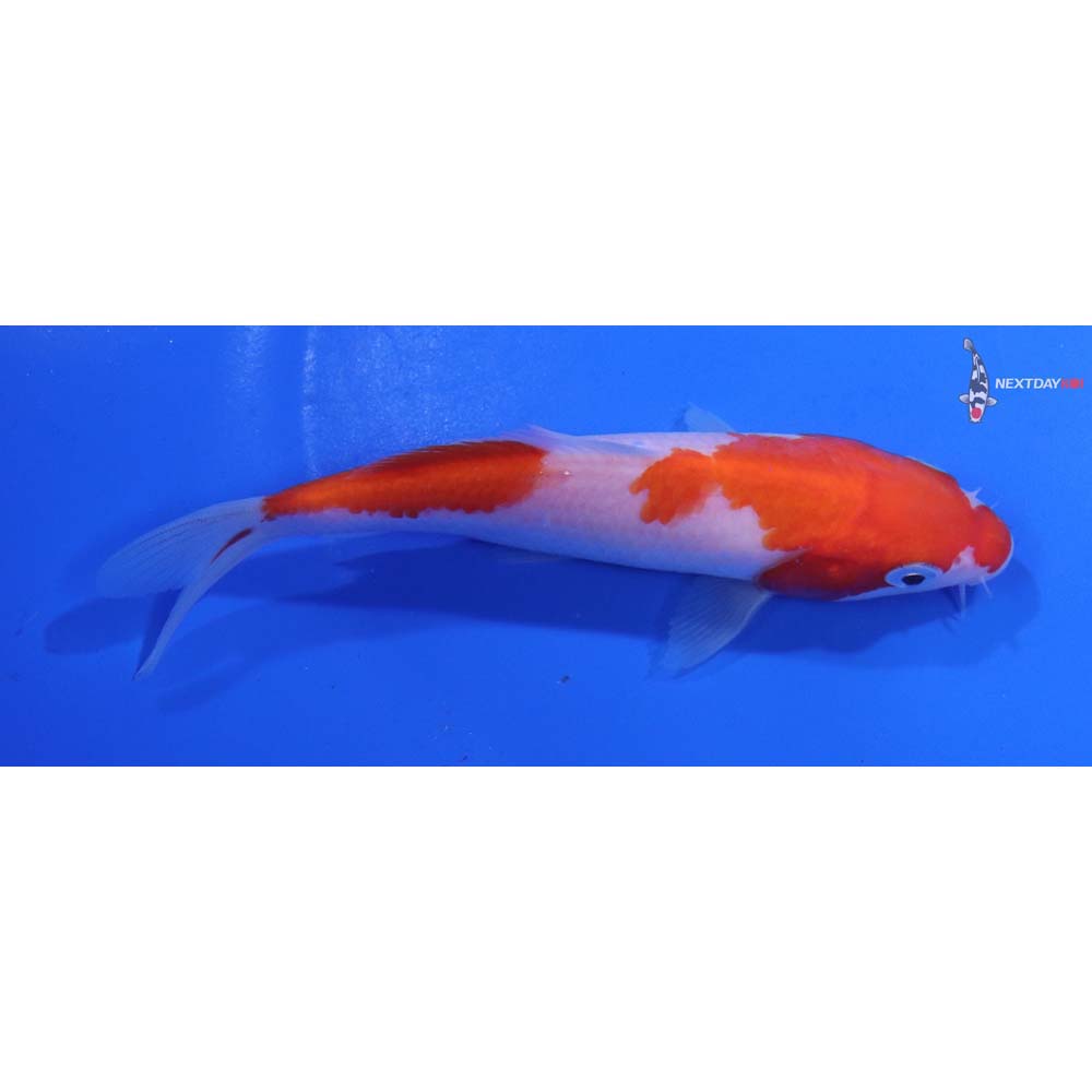 5.5” Imported Kohaku