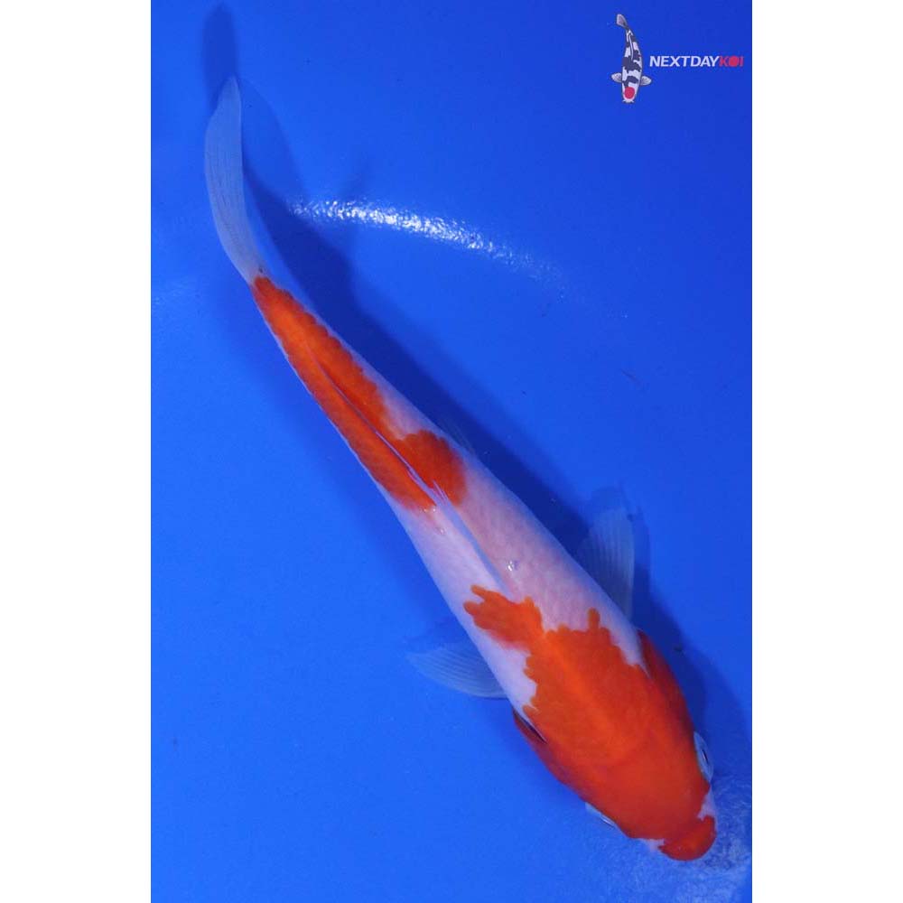 5.5” Imported Kohaku