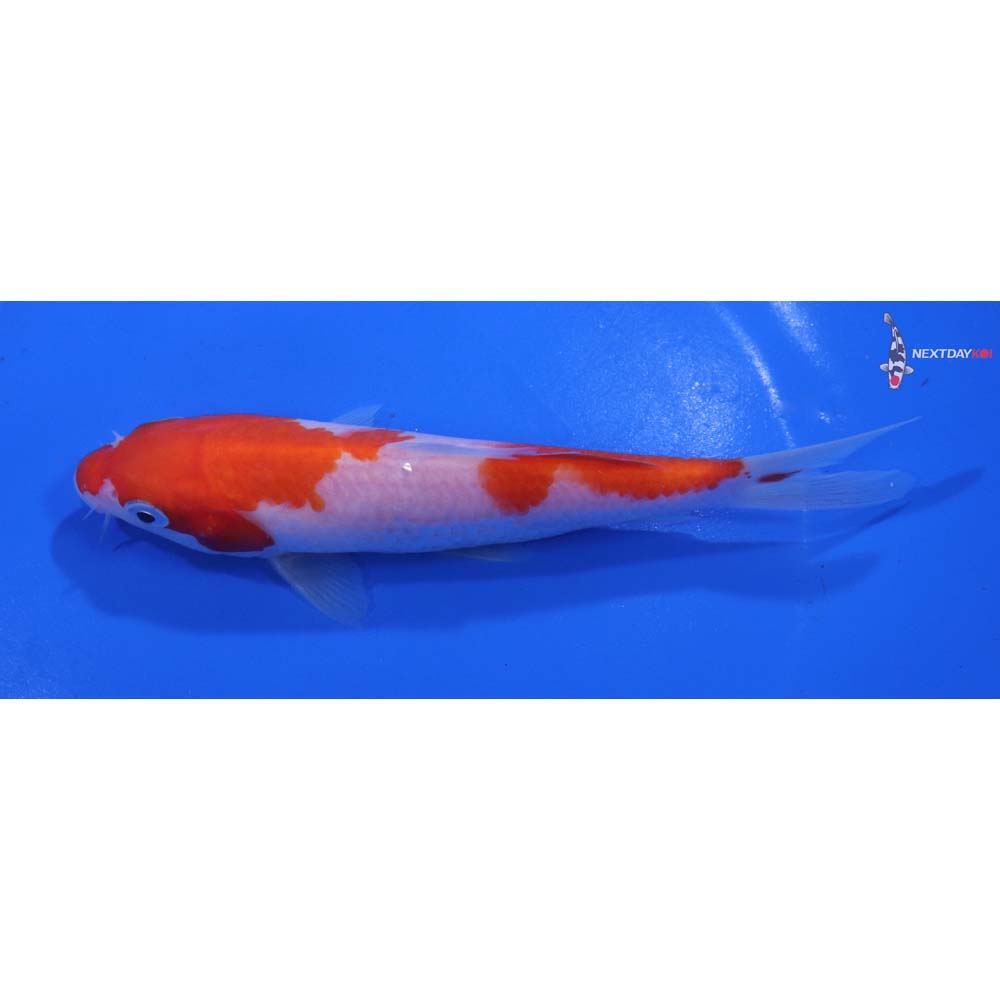 5.5” Imported Kohaku