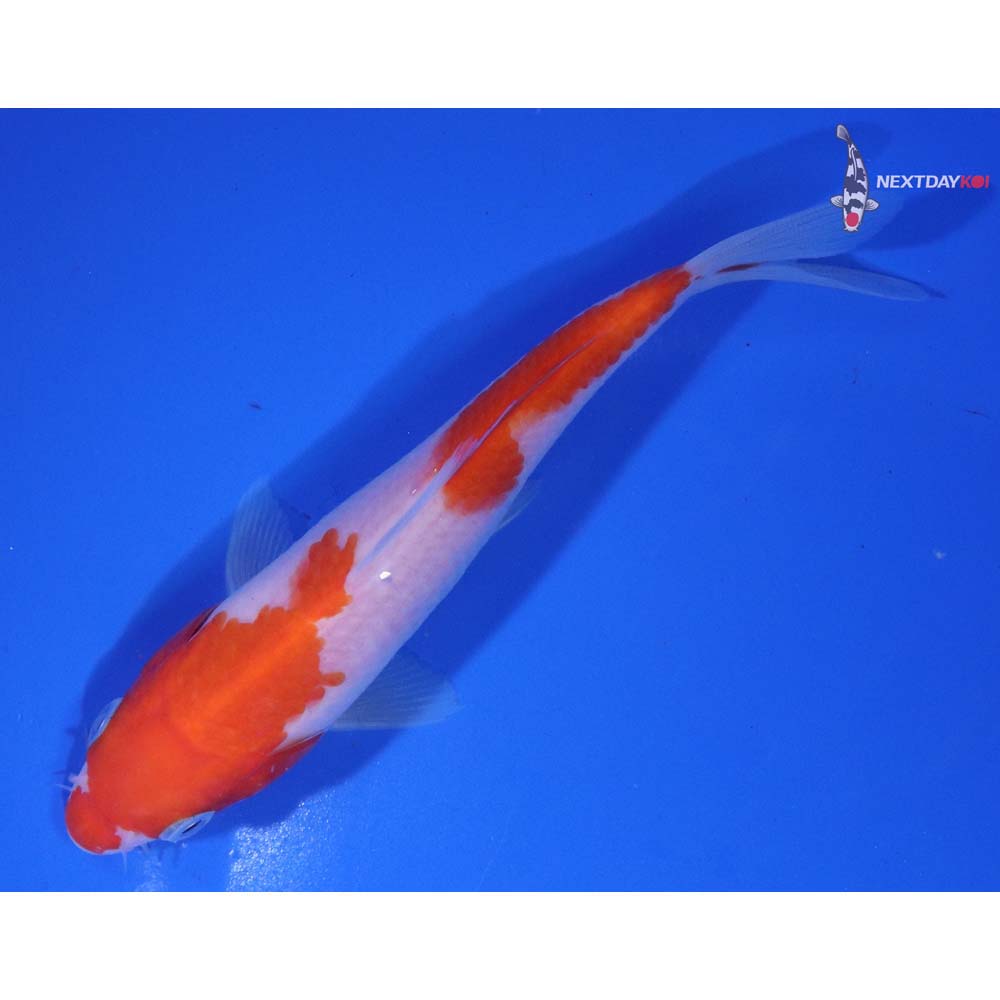 5.5” Imported Kohaku