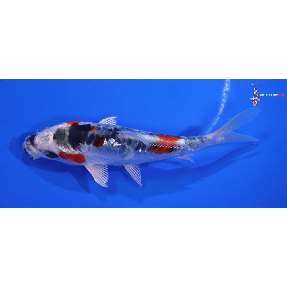 5” Imported Doitsu Kujaku