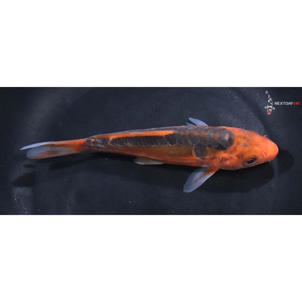 6” Imported Hana Shusui