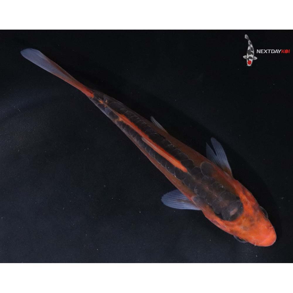 6” Imported Hana Shusui