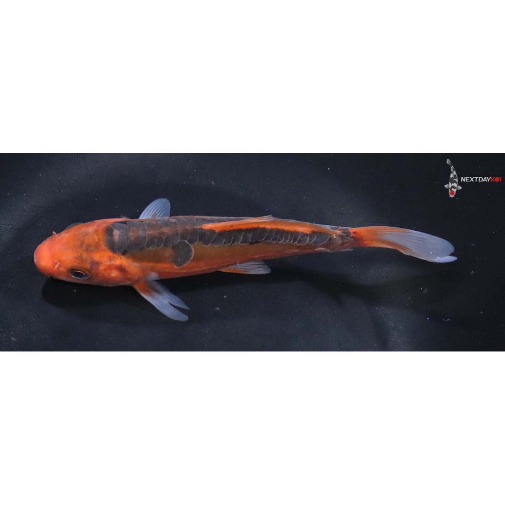 6” Imported Hana Shusui