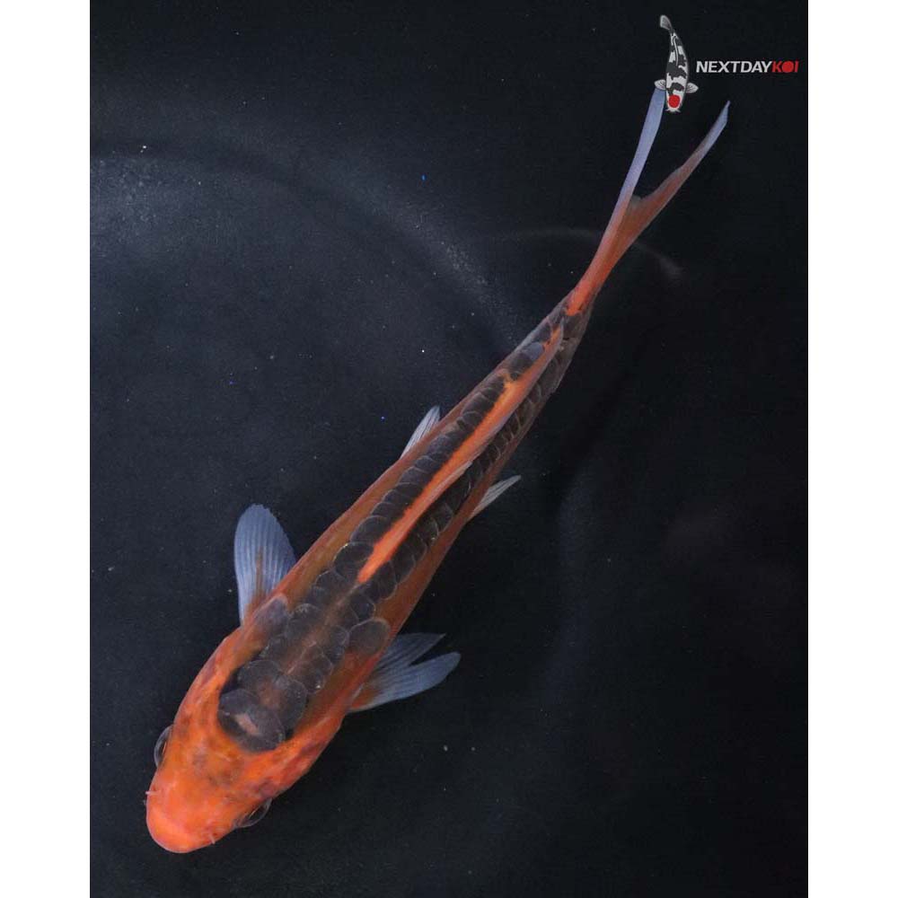 6” Imported Hana Shusui