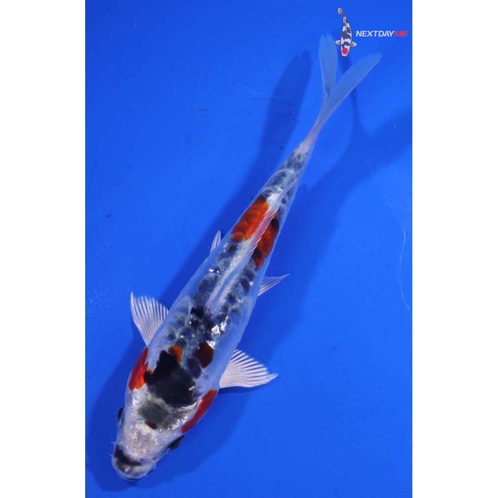 5” Imported Doitsu Kujaku
