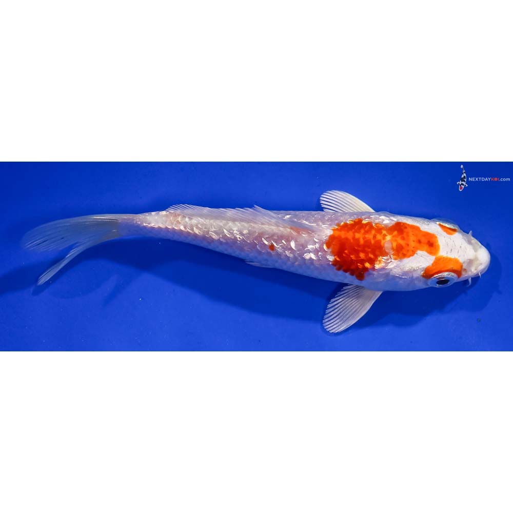 5” Imported Gin Rin Hariwake