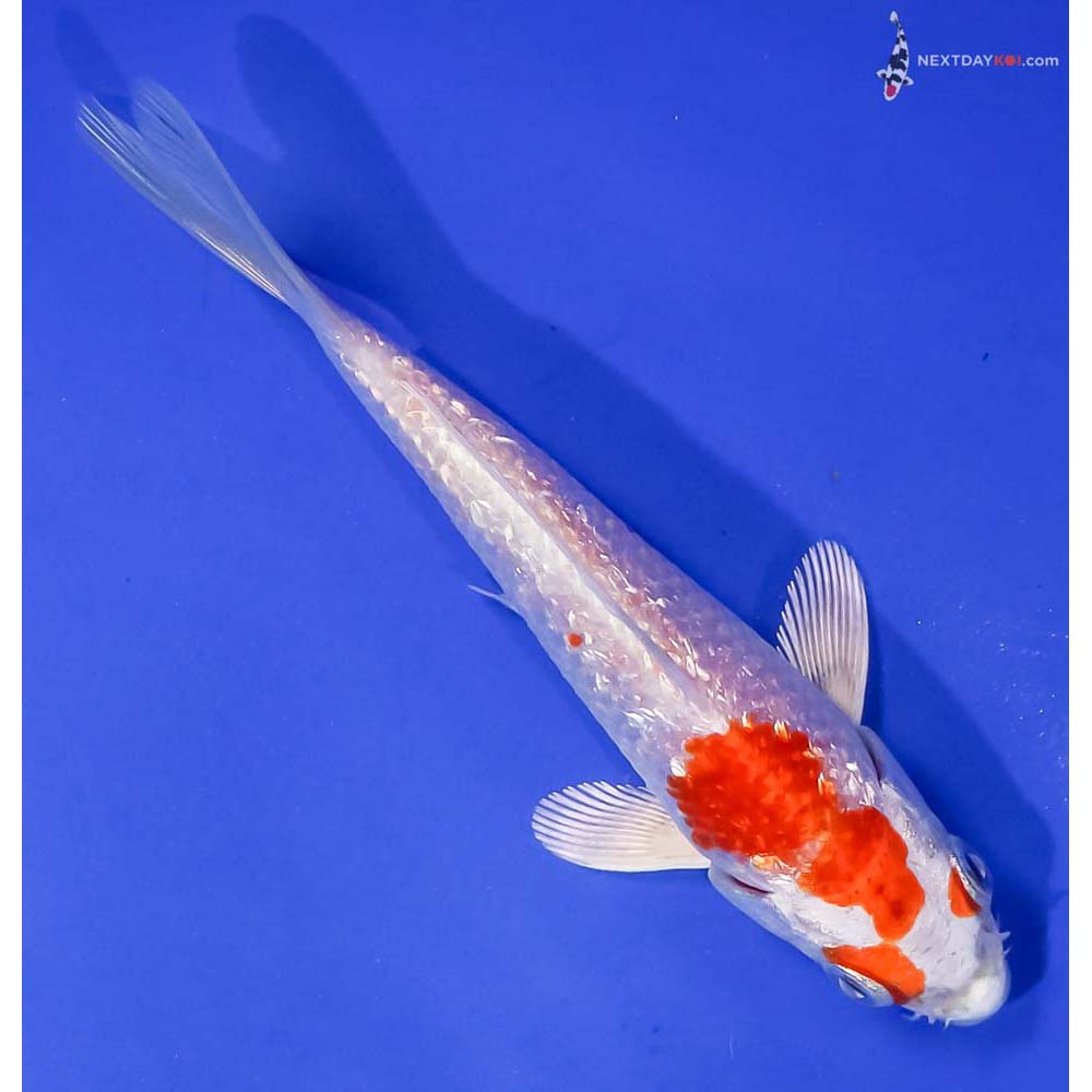 5” Imported Gin Rin Hariwake