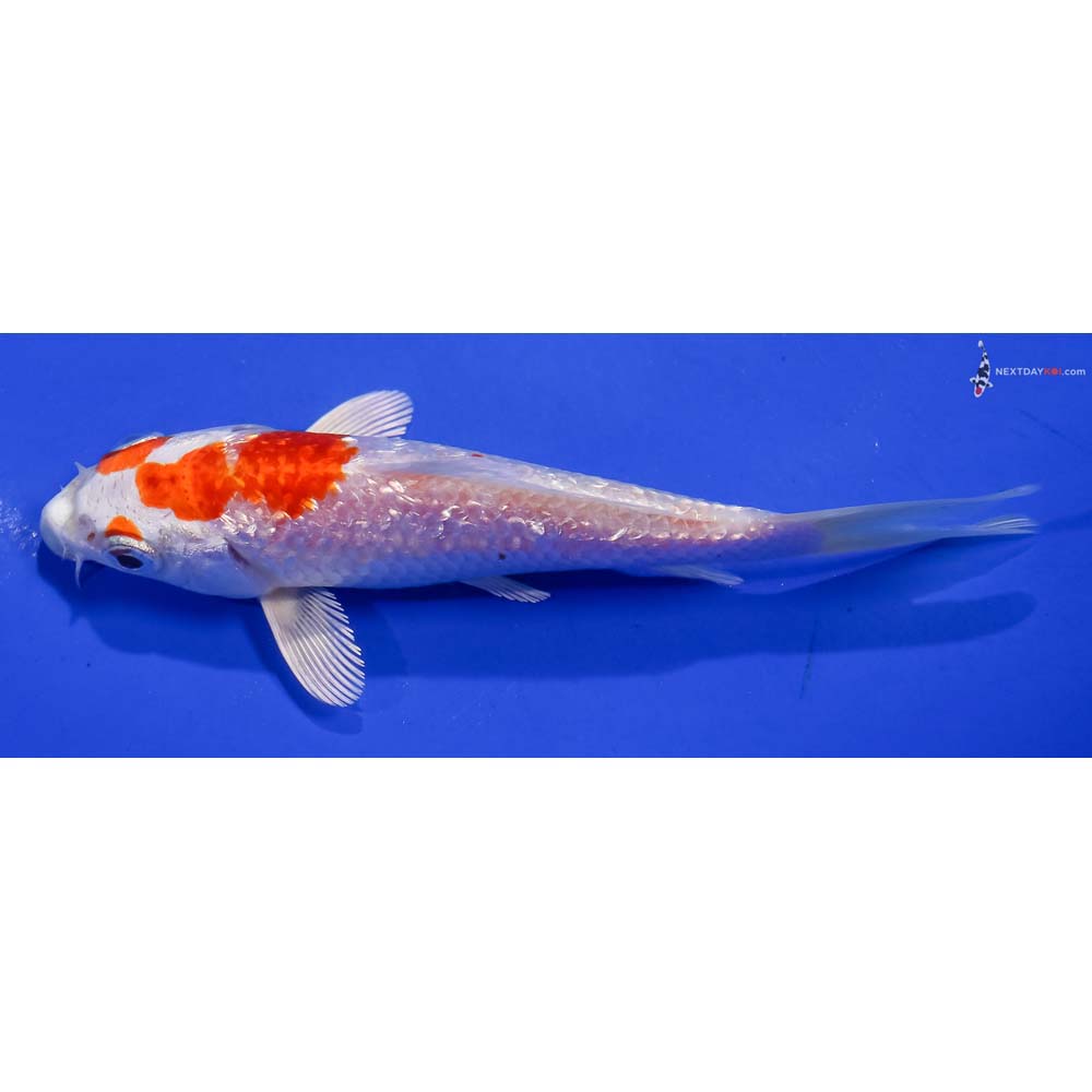 5” Imported Gin Rin Hariwake