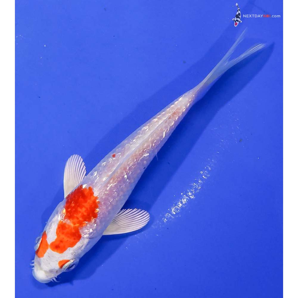 5” Imported Gin Rin Hariwake