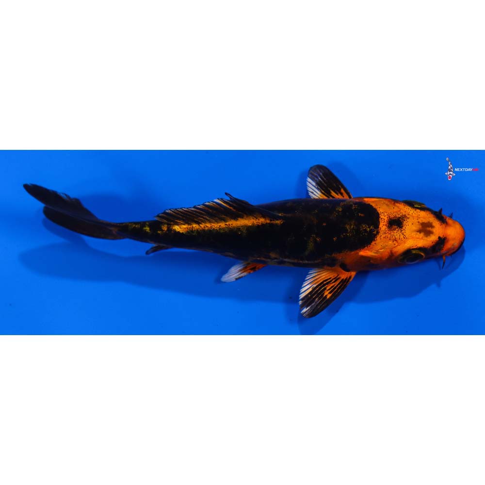 4.5” Imported Kin Kikokuryu