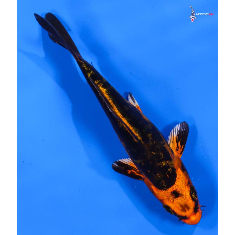 4.5” Imported Kin Kikokuryu
