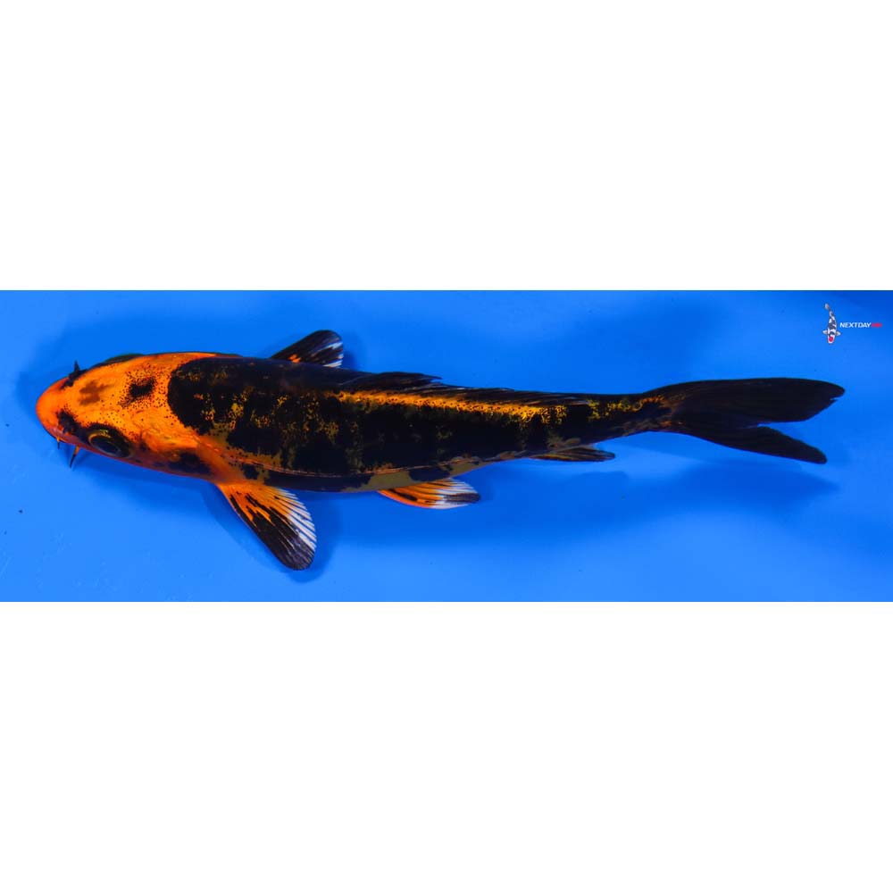 4.5” Imported Kin Kikokuryu