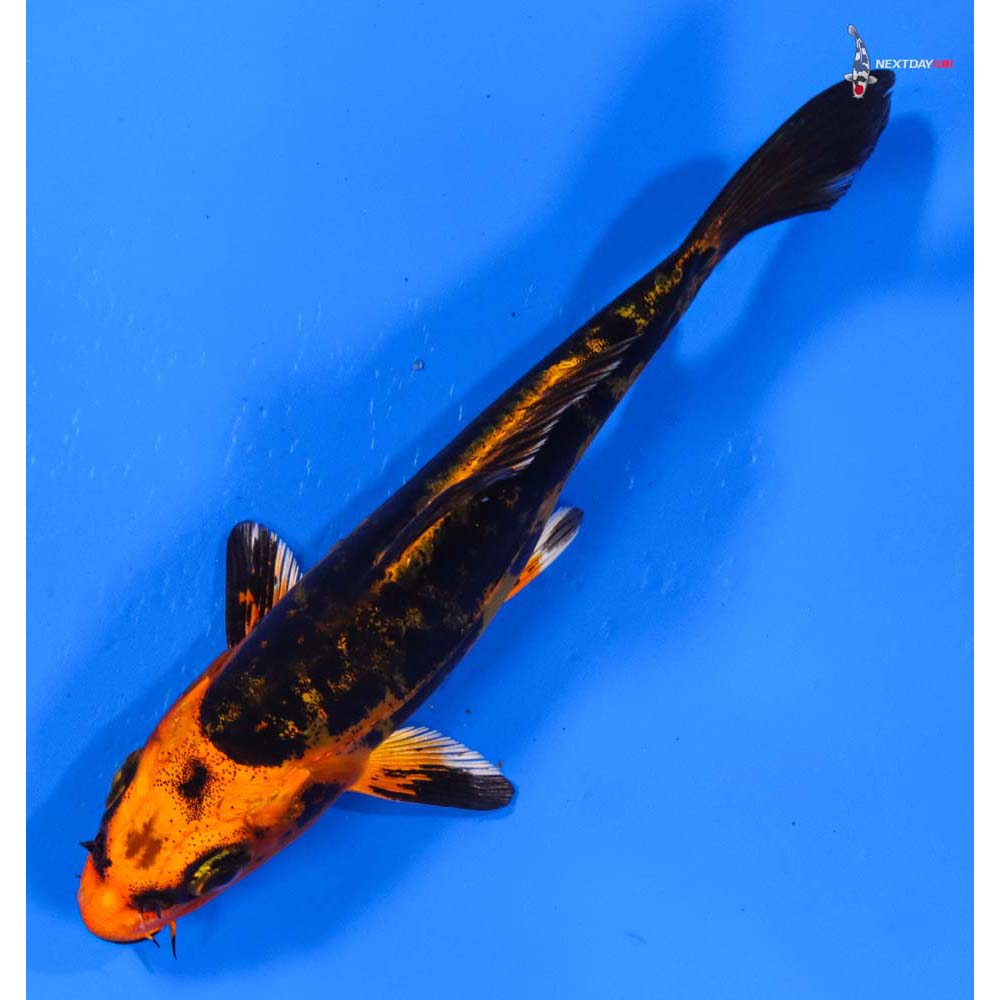 4.5” Imported Kin Kikokuryu