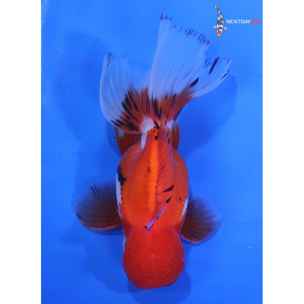 4.5” Imported Male Calico Oranda
