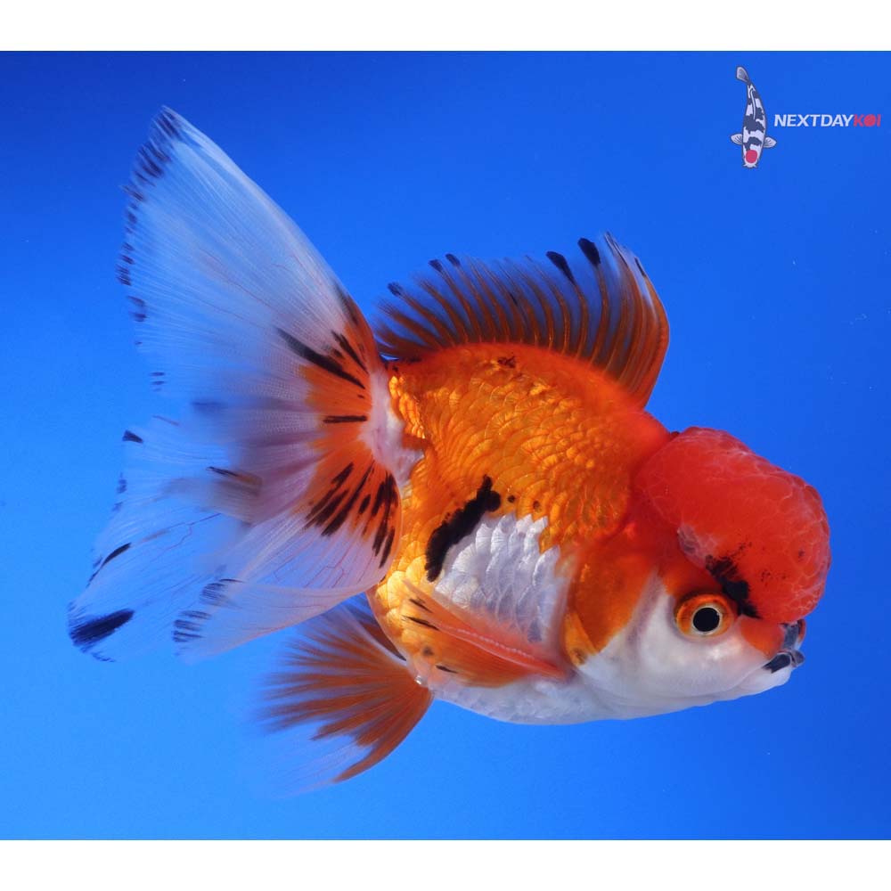 4.5” Imported Male Calico Oranda