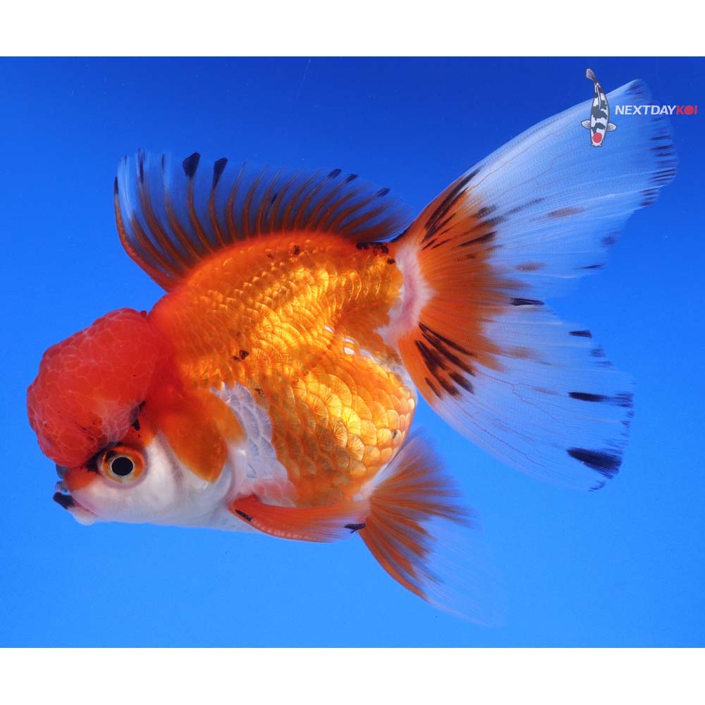 4.5” Imported Male Calico Oranda